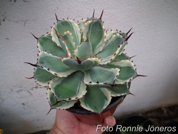 Agave potatorum kichiokan